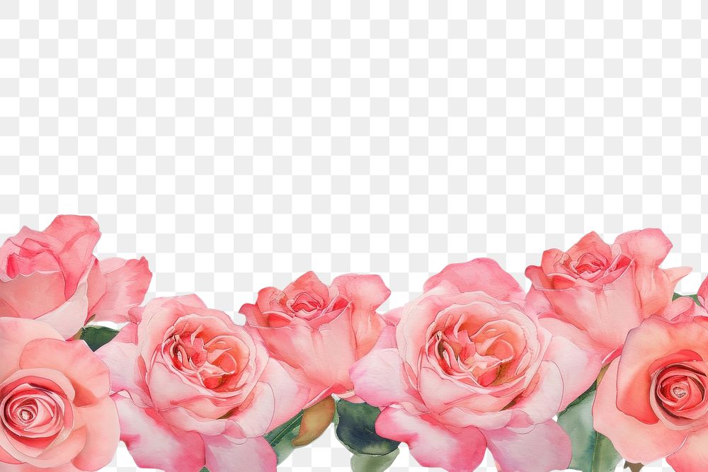 PNG Pink roses backgrounds flower petal.