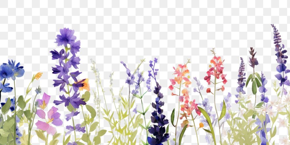 PNG Purple flowers lavender outdoors blossom.