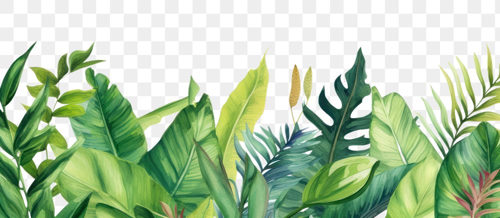 PNG Tropical leaves and bird backgrounds outdoors tropics.