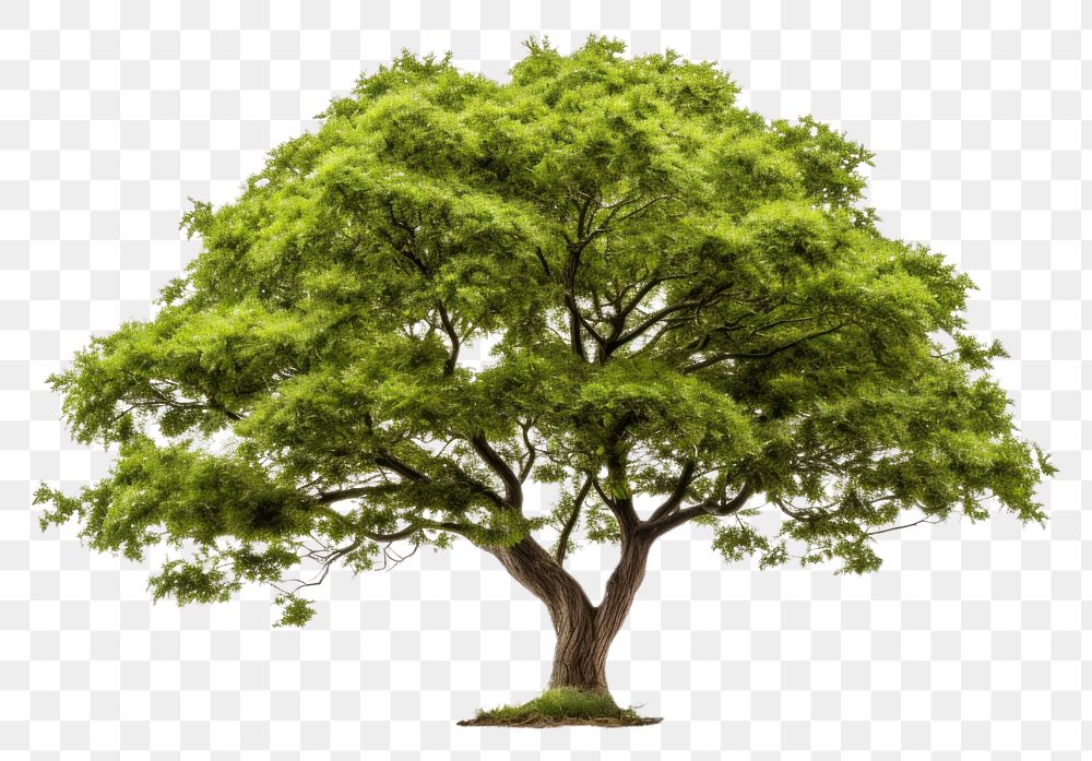 PNG  Tree plant white background tranquility.