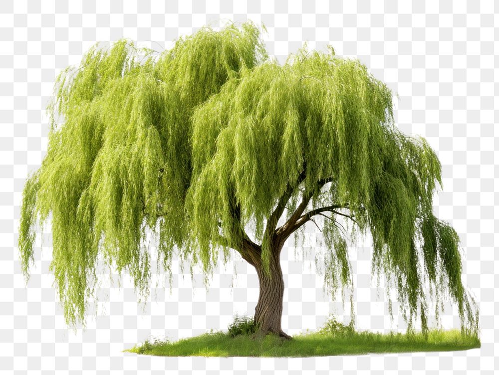PNG  Willow tree plant white background tranquility.