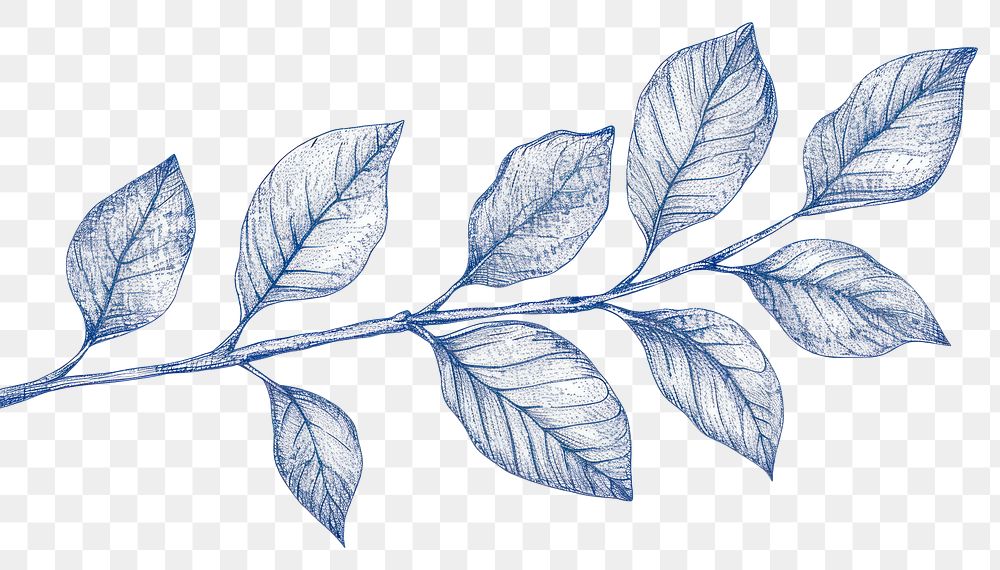 PNG  Antique of leaf drawing sketch plant