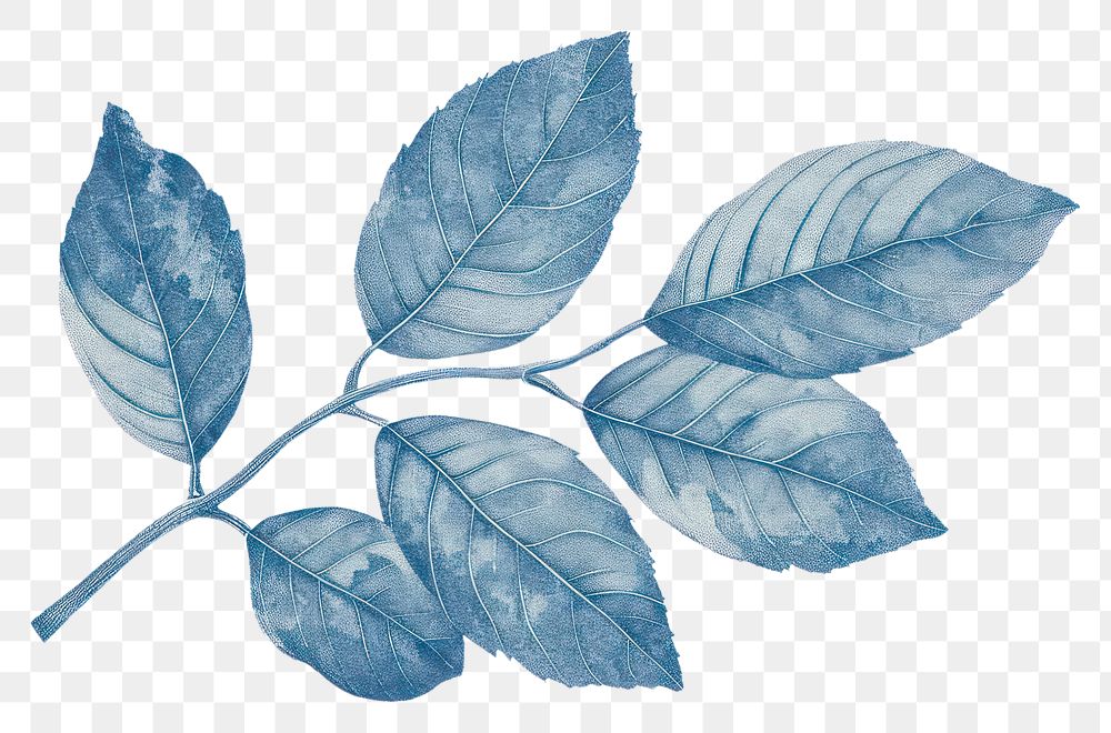 PNG  Antique of leaf drawing sketch plant.