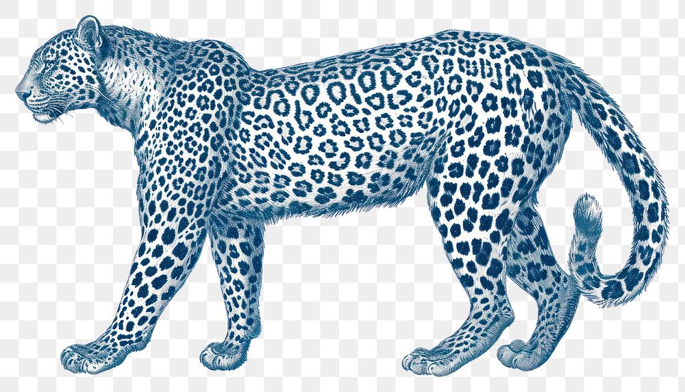 PNG  Antique of leopard wildlife drawing animal.