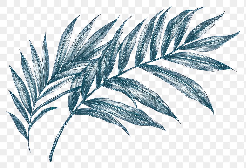 PNG  Antique of palm leaves drawing sketch pattern.