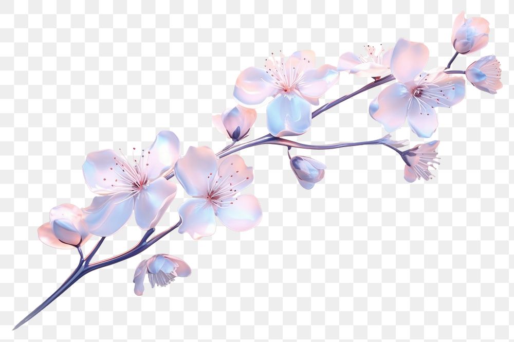 PNG Cherry blossom flower plant cherry blossom chandelier.