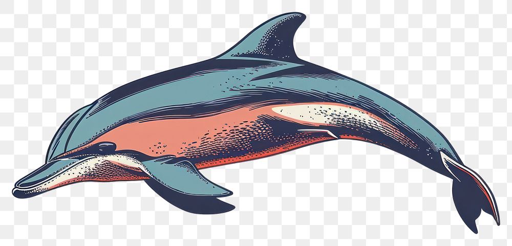 PNG  Illustration of dolphin animal mammal fish.
