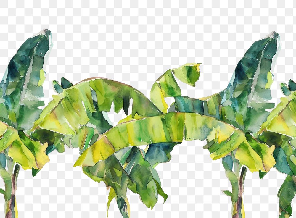 PNG  Banana tree nature plant leaf.