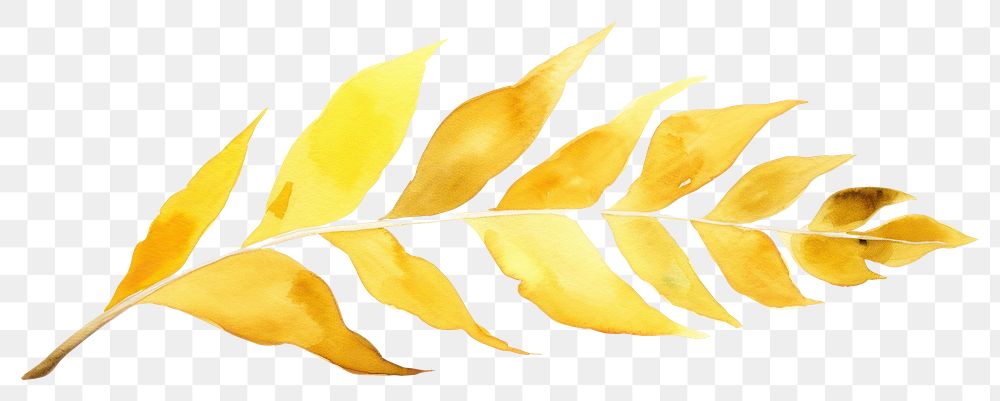 PNG  Gold leaf nature plant white background.