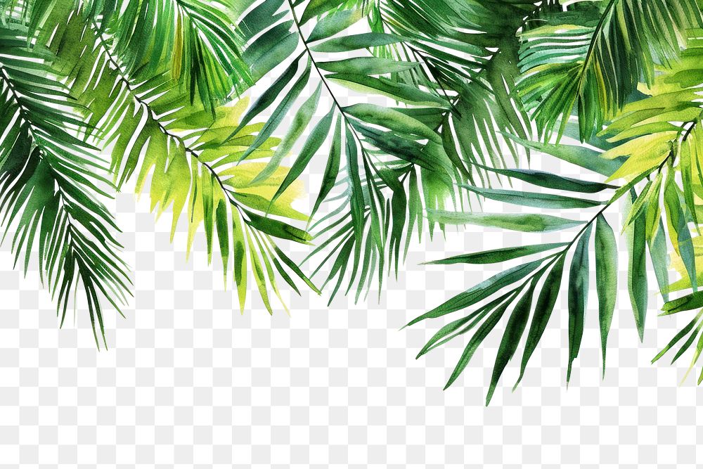 PNG  Palm leaves border nature backgrounds outdoors.