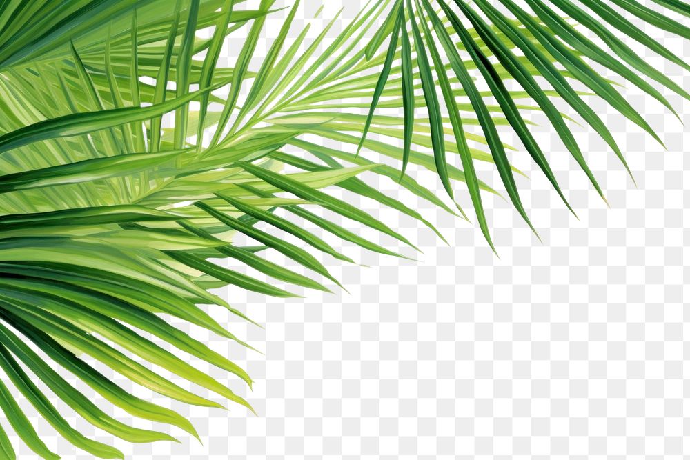 PNG  Palm leaves nature backgrounds outdoors.