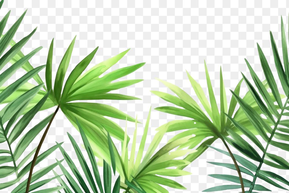 PNG  Palm leaves nature backgrounds vegetation
