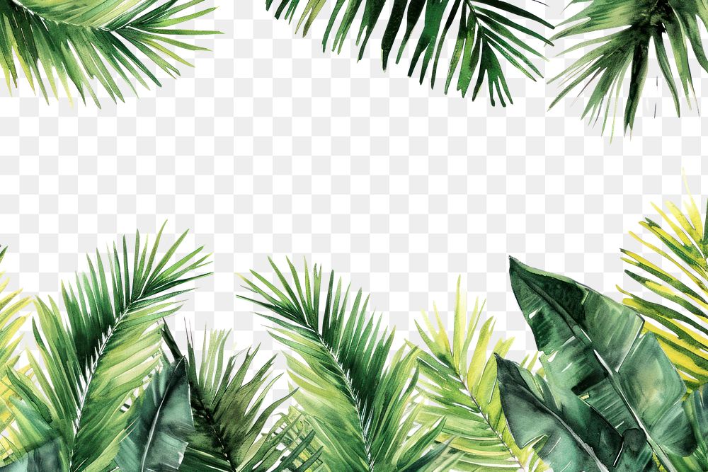 PNG  PNG  Palm leaves border nature backgrounds outdoors.