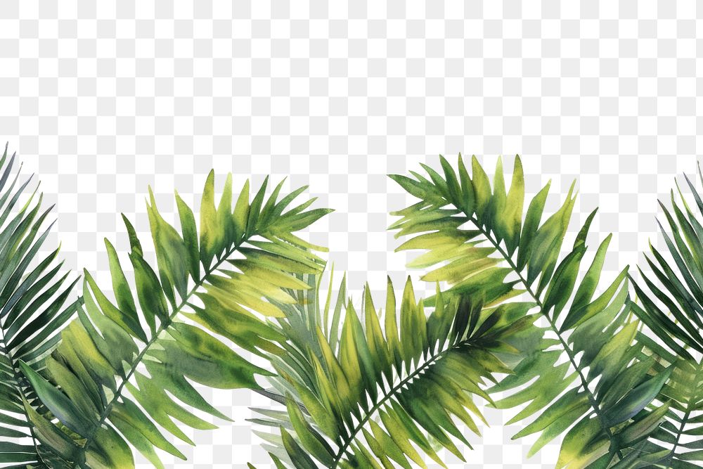 PNG  Palm leaves border backgrounds nature plant.
