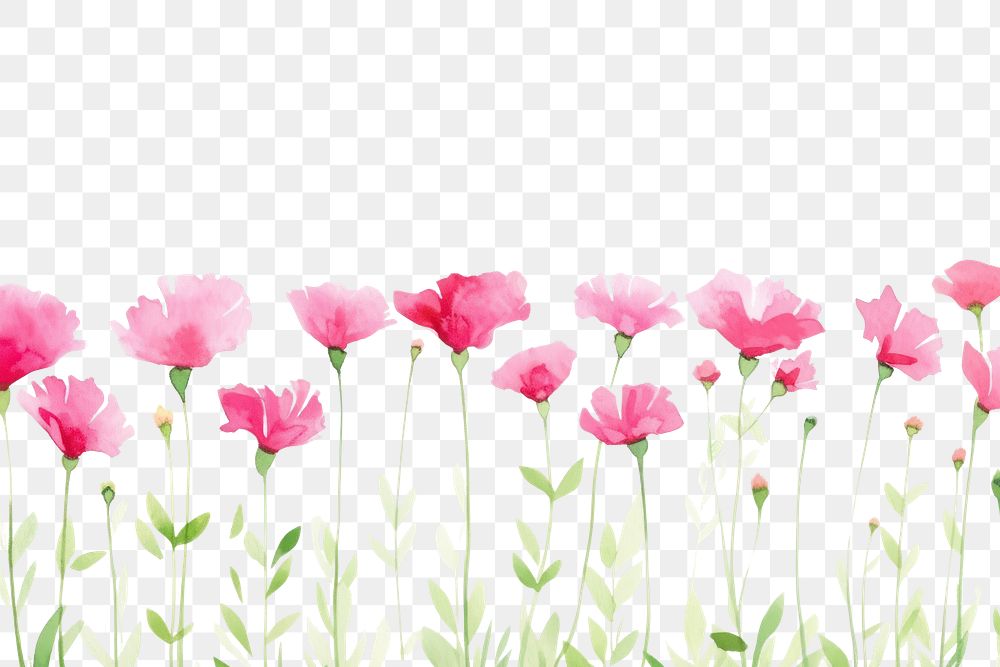 PNG  Pink flower backgrounds outdoors blossom.