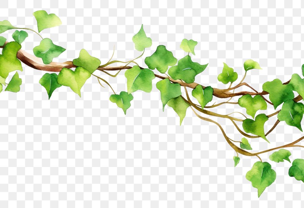 PNG  Vine plant leaf ivy.