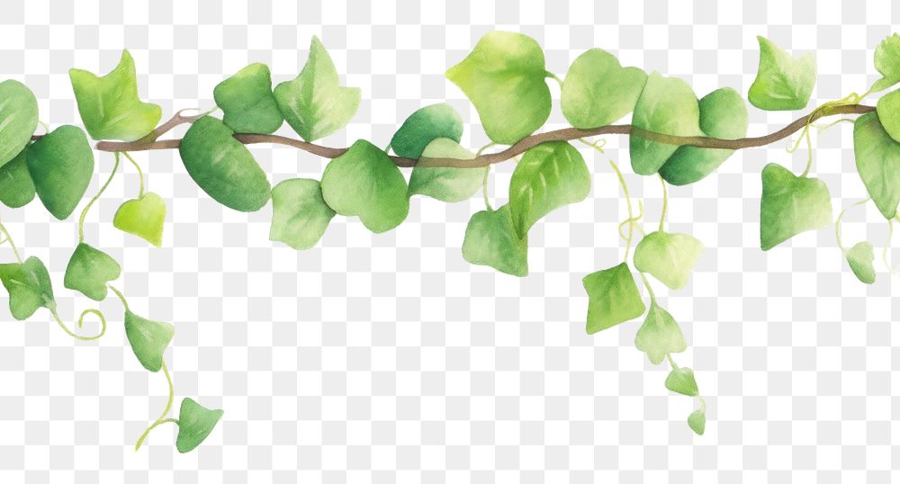 PNG  Vine nature plant leaf.