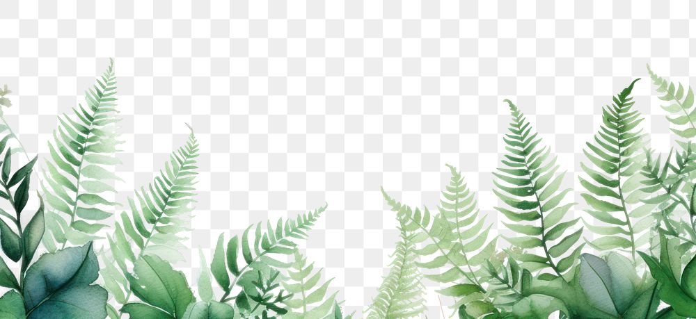 PNG  Leaf fern nature plant.