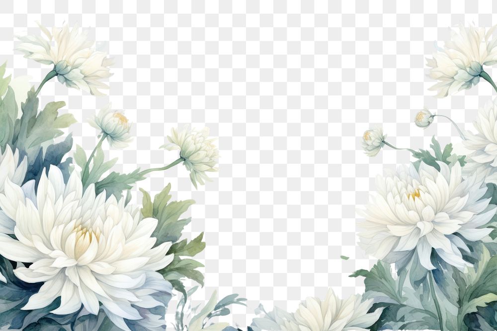 PNG White chrysanthemum border backgrounds chrysanths painting.