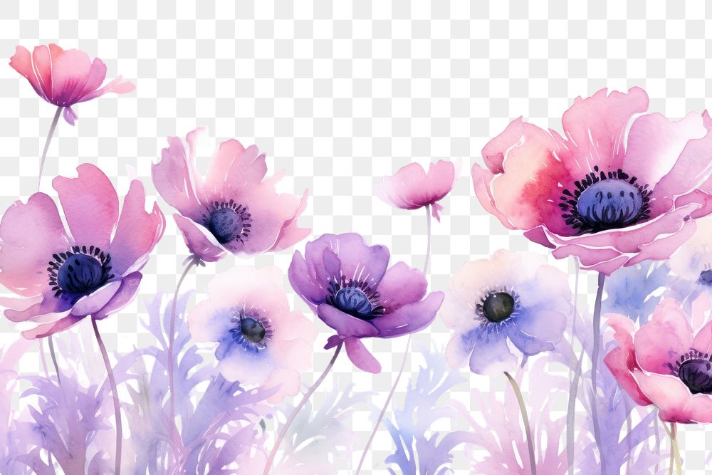 PNG  Anemone flower border backgrounds outdoors blossom.