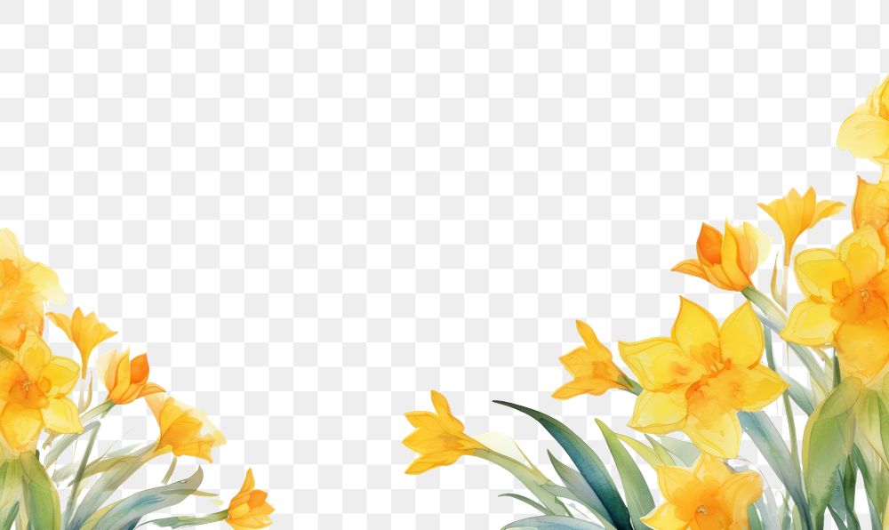 PNG  Daffodil border backgrounds flower petal.