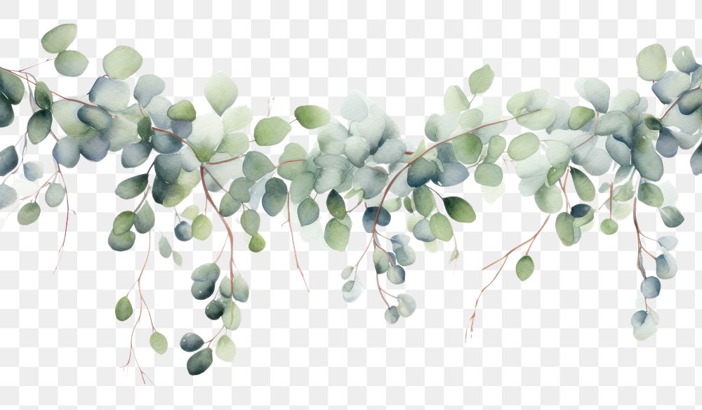PNG Garland eucalyptus Swags plant leaf backgrounds