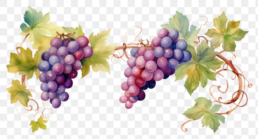 PNG Grape vines top border grapes fruit plant.
