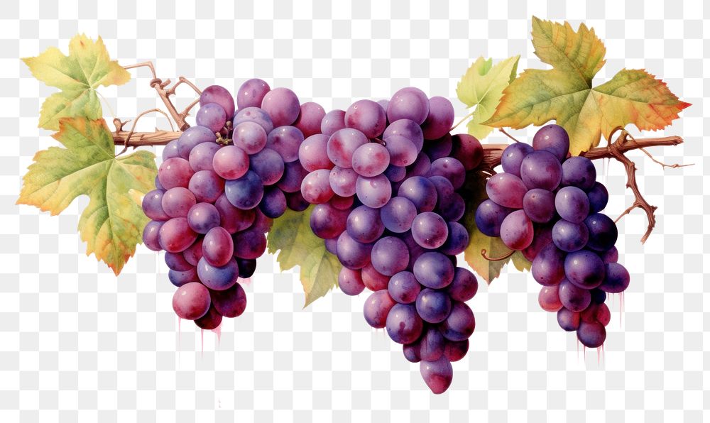 PNG Grape vines top border grapes painting fruit.