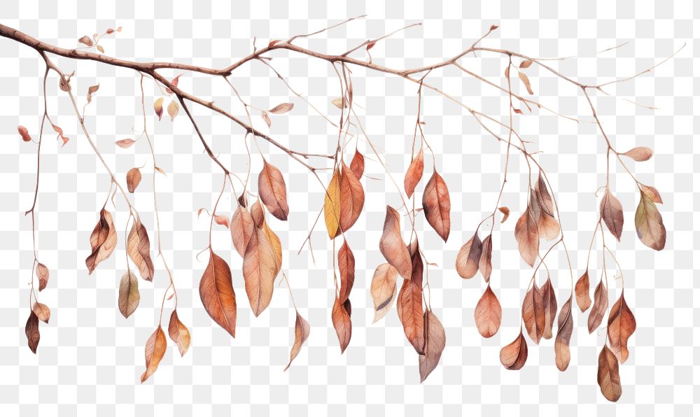 PNG Painting of hanging dry botanical nature plant leaf.