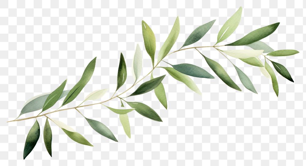 PNG Leaf plant herbs freshness.