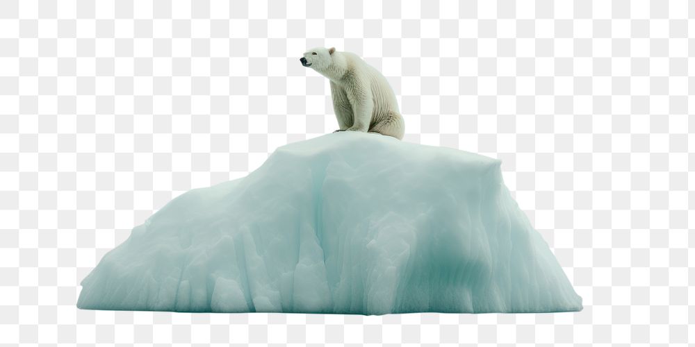 PNG  Polar bear on the iceberg wildlife outdoors nature. AI generated Image by rawpixel.
