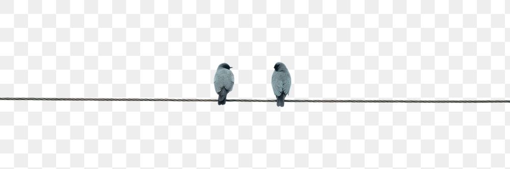PNG  Birds on electrical wire animal sky accipiter. AI generated Image by rawpixel.