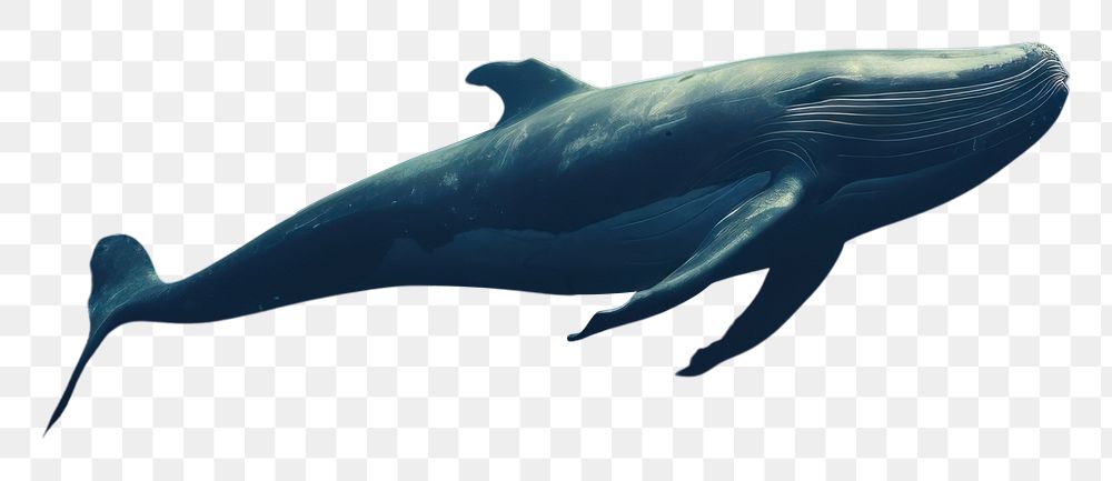 PNG  Whale outdoors animal mammal. AI generated Image by rawpixel.