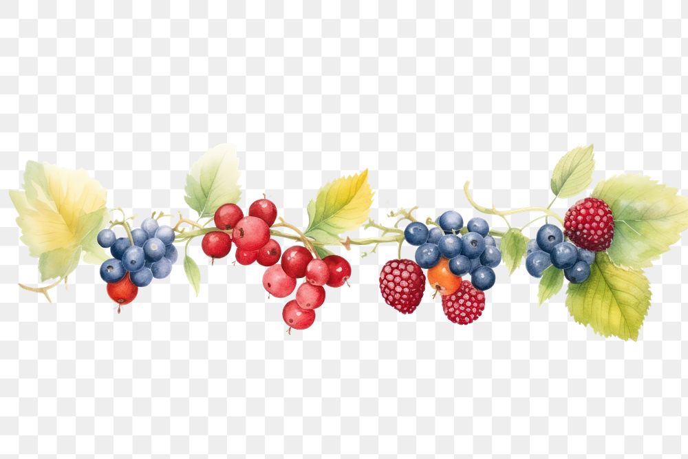 PNG Berrys decorate blueberry raspberry grapes.