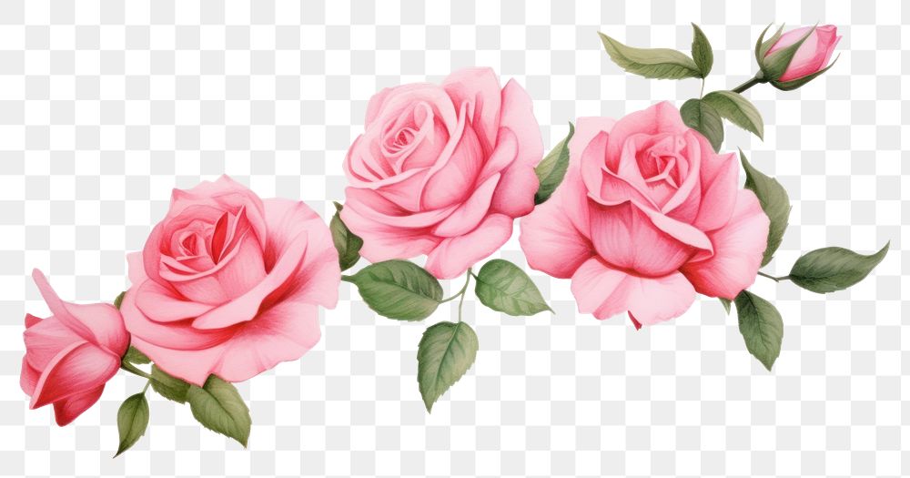 PNG Pink roses pattern flower petal.