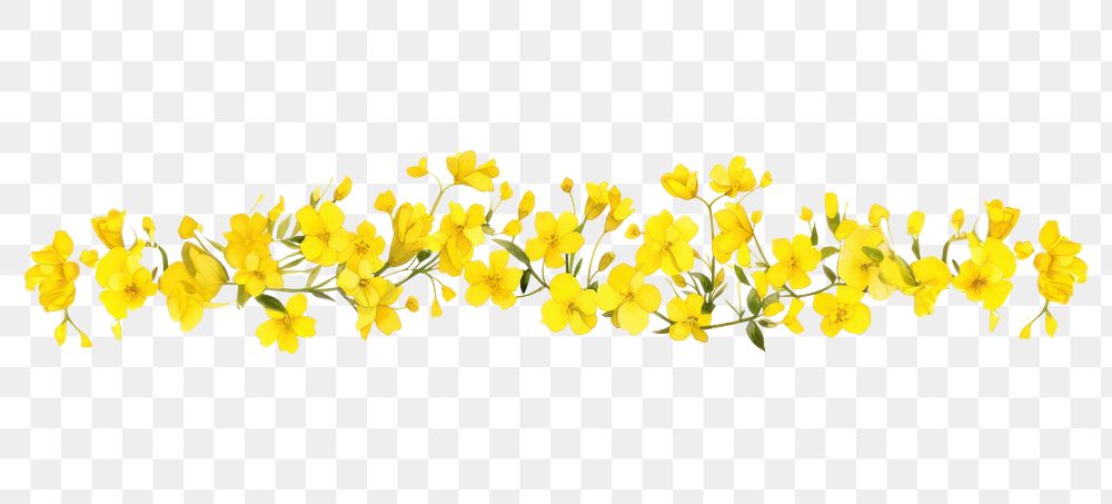 PNG Yellow flowers plant petal white background.