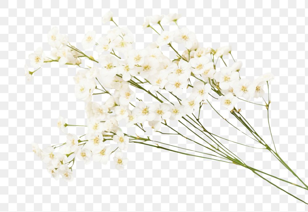 PNG White gypsophila flowers blossom plant petal.