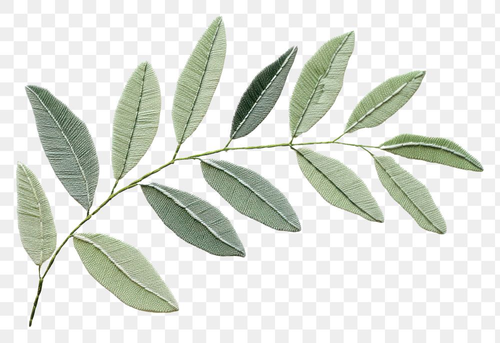 PNG Eucalyptus leaf in embroidery style plant herbs tree.
