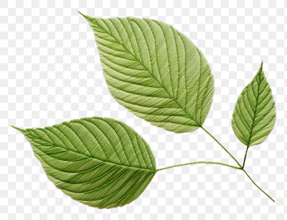 PNG Leaf in embroidery style plant freshness nature.