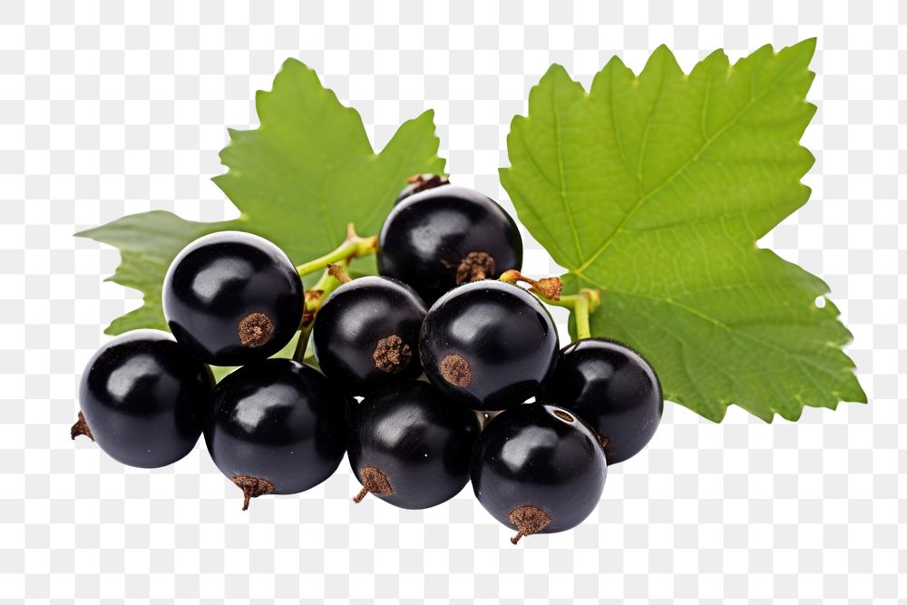 PNG  Three black currants leaf grapes berry.