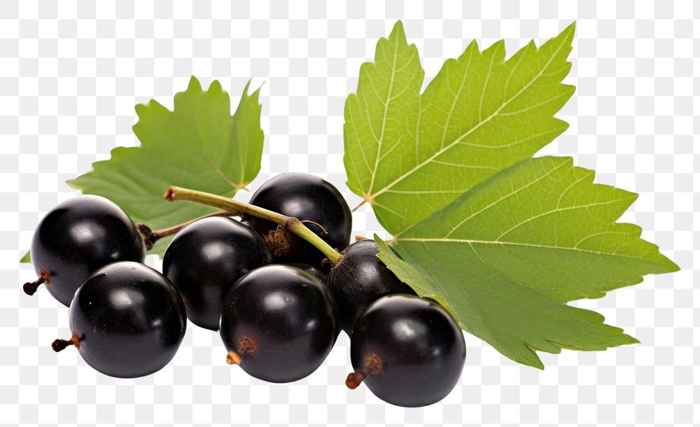 PNG  Three black currants leaf grapes fruit.
