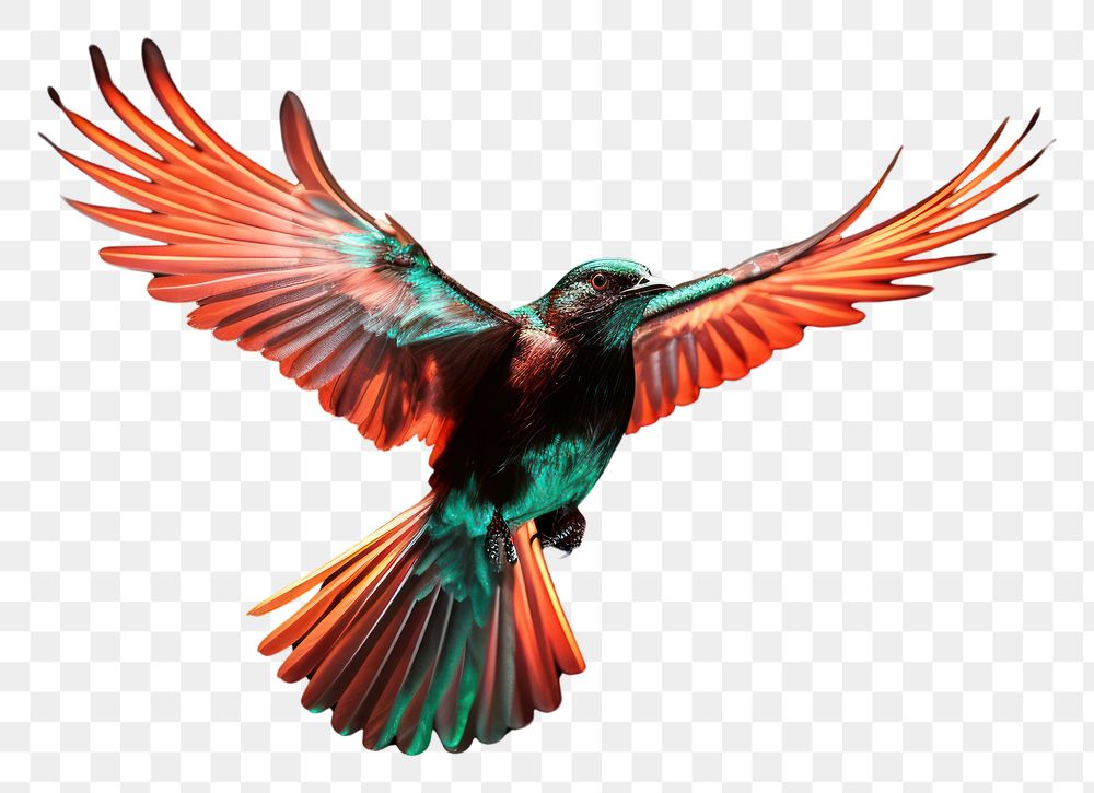 PNG  Bird flying hummingbird animal beak.