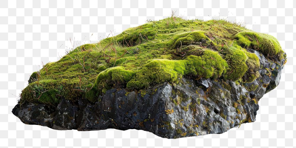 PNG Iceland plant moss rock.