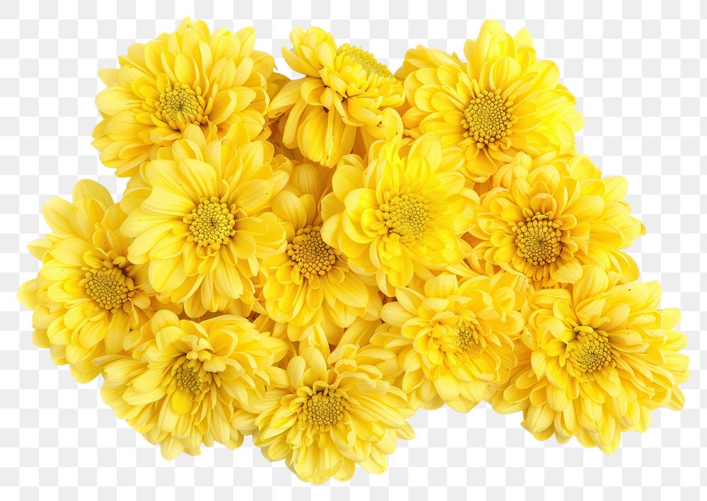 PNG Yellow Chrysanthemum flower chrysanths yellow.