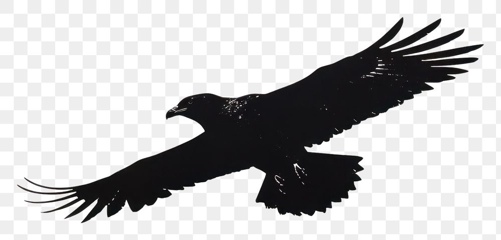PNG Black bird vulture animal.