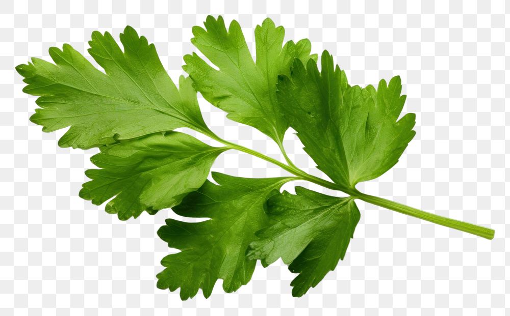 PNG Solitary coriander leave parsley plant herbs.