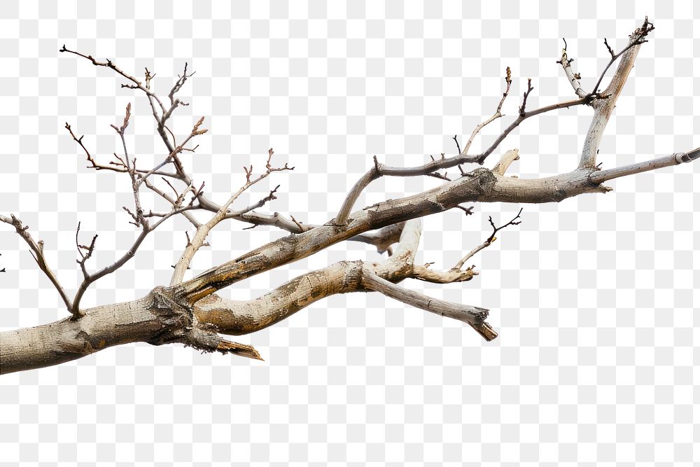PNG Dry tree branche driftwood plant white background.