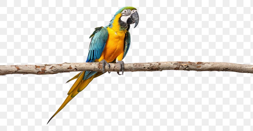 PNG Macaw animal parrot bird.