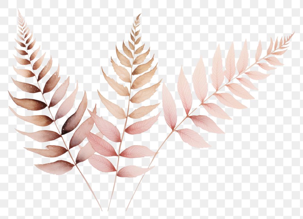 PNG Pink fern watercolor pattern plant leaf.
