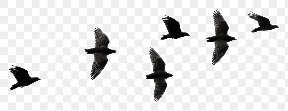 PNG Birds flying silhouette animal flock white.
